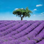 Tapet Idealdecor Provence 144