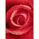 Tapet Idealdecor Rose