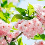 Tapet Idealdecor Sakura Blossom