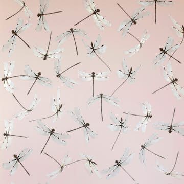 Tapet Mimou Dragonfly Pink