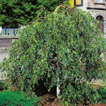 Prydnadsträd Omnia Garden Tårbjörk 150-200 cm