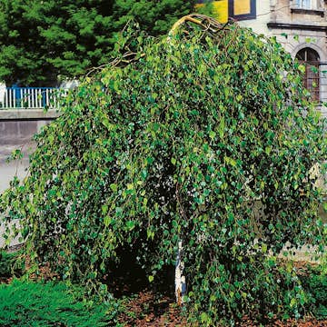 Prydnadsträd Omnia Garden Tårbjörk 150-200 cm