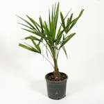 Väderkvarnspalm Omnia Garden