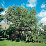 Prydnadsträd Omnia Garden Valnöt 100-125 cm