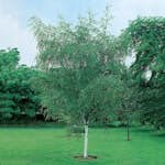 Prydnadsträd Vårtbjörk Omnia Garden 125-150 cm