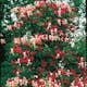 Klätterväxt Vildkaprifol Omnia Garden Lonicera Periclymenum "Serotina" 40-60 cm