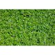 Planta Vinterliguster Liga Omnia Garden Krukodlade 10st