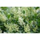 Planta Vinterliguster Liga Omnia Garden Krukodlade 10st