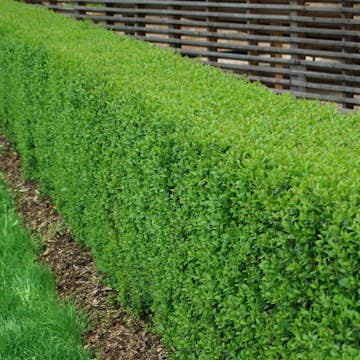 Planta Vinterliguster Liga Omnia Garden Krukodlade 10st