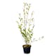 Planta Vinterliguster Liga Omnia Garden Krukodlade 10st