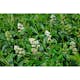 Planta Vinterliguster Liga Omnia Garden Krukodlade 10st