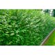 Planta Vinterliguster Liga Omnia Garden Krukodlade 10st