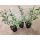 Planta Vinterliguster Liga Omnia Garden Krukodlade 10st