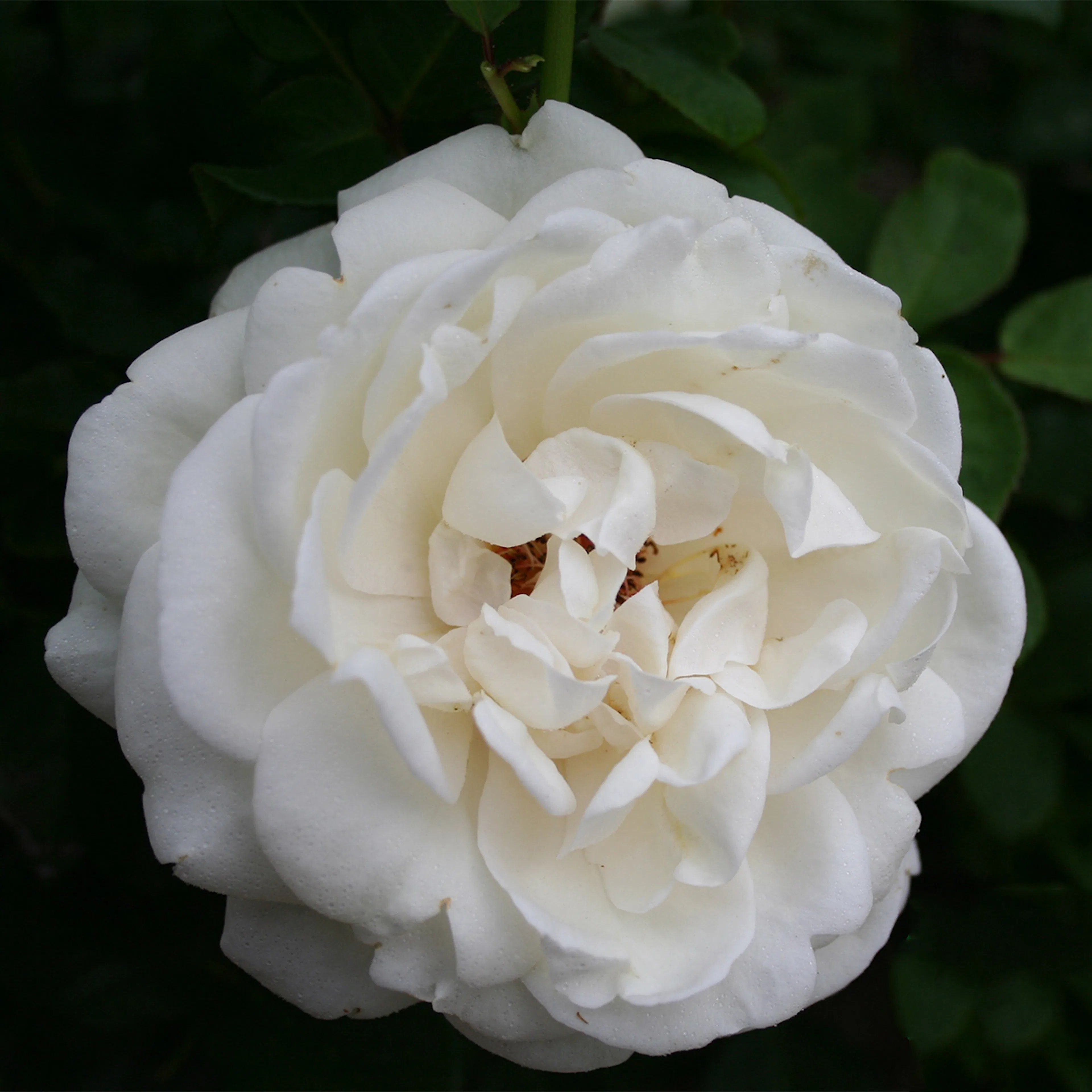Rosa "Nina Renaissance", 5-pack 5-pack