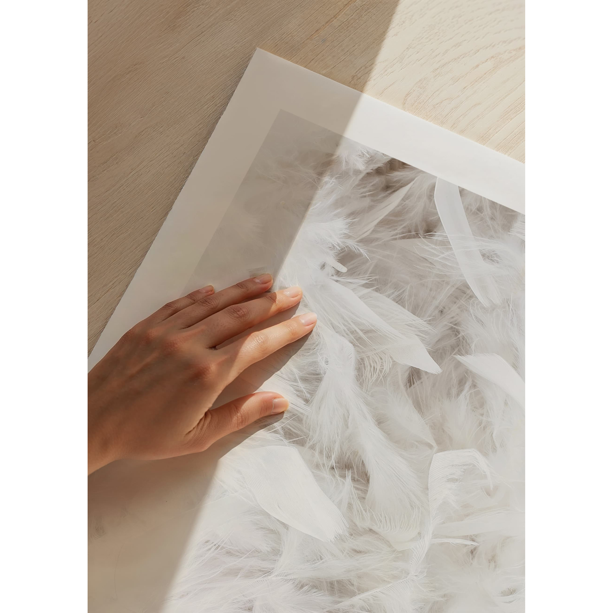 Poster Gallerix White Feathers