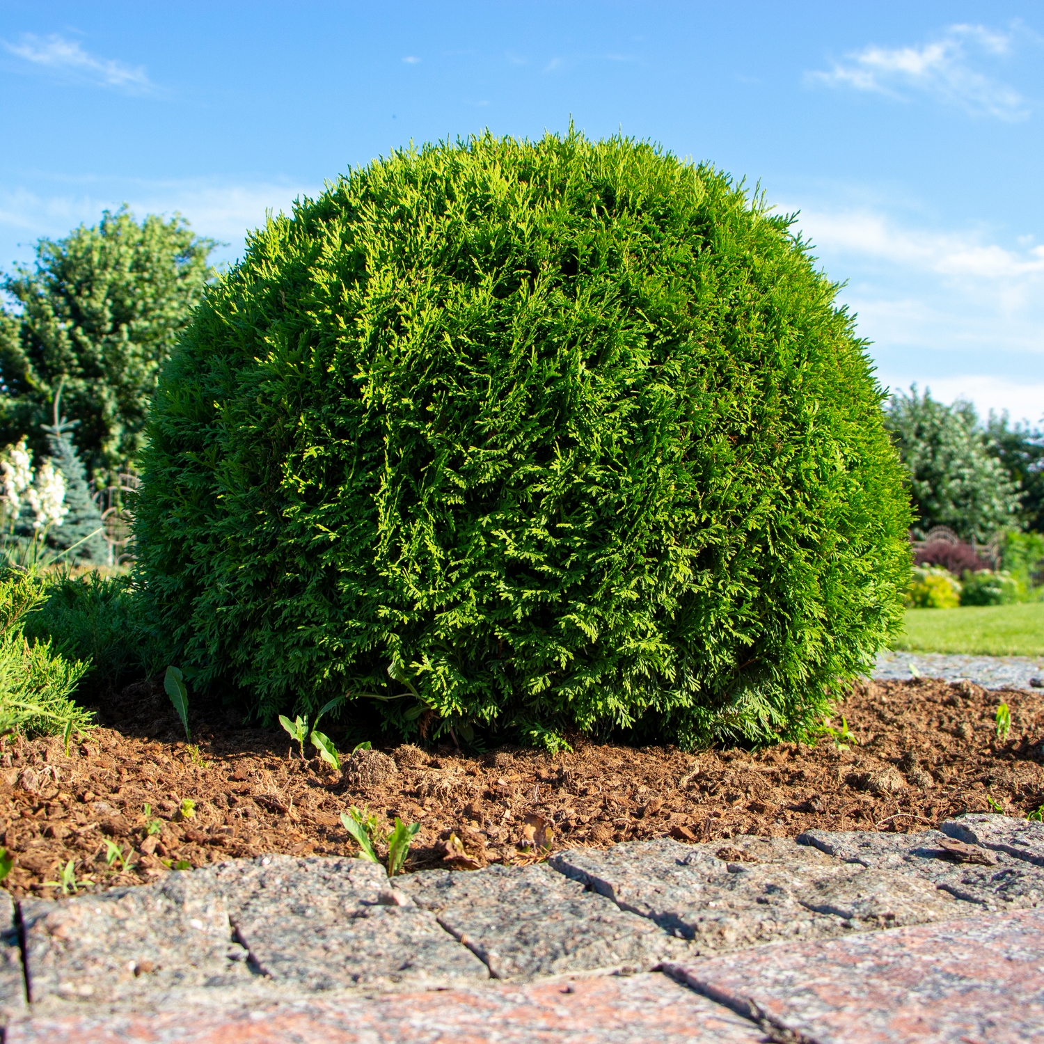 Tuja Omnia Garden Little Giant