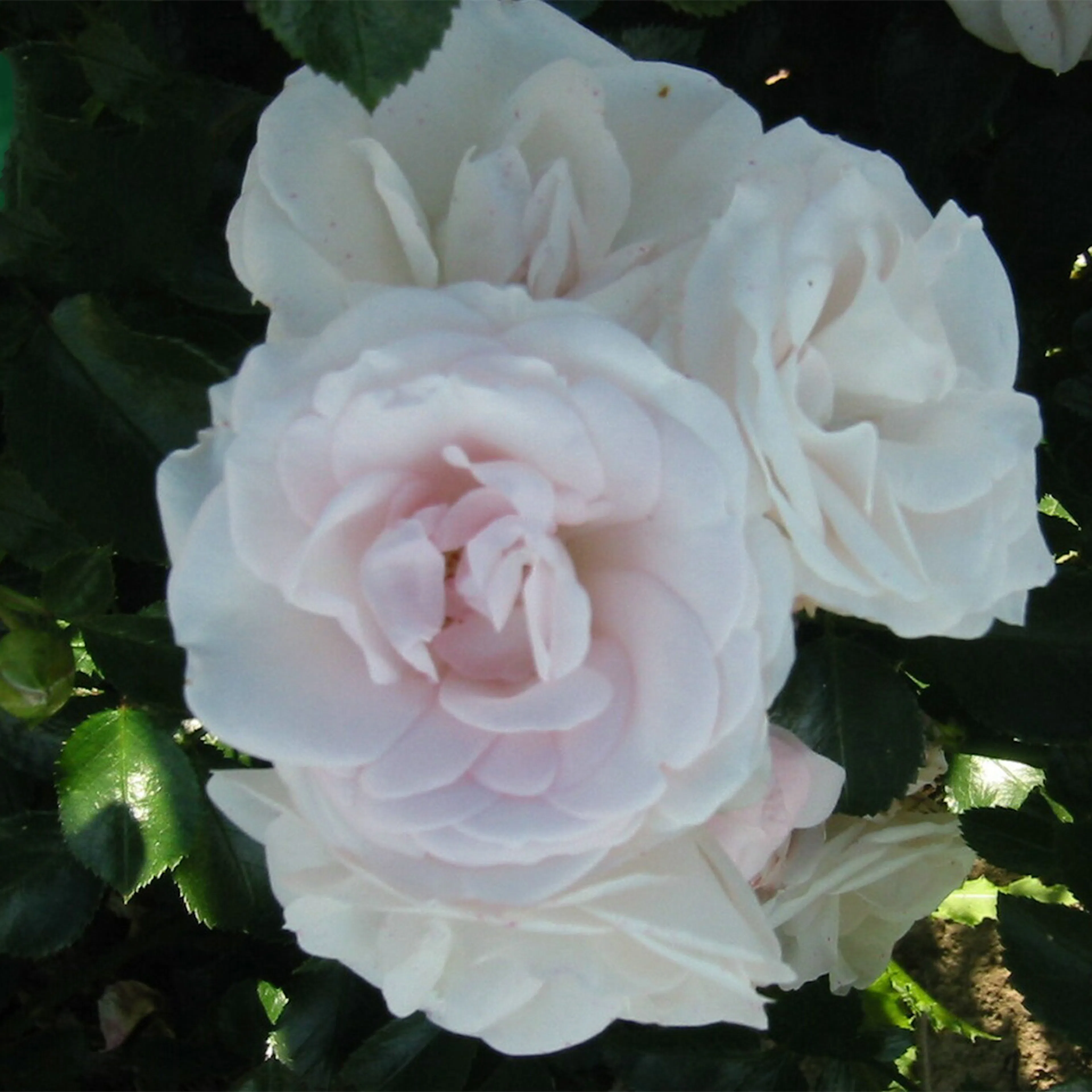 Rosa "Aspirin Rose", 10-pack 10-pack