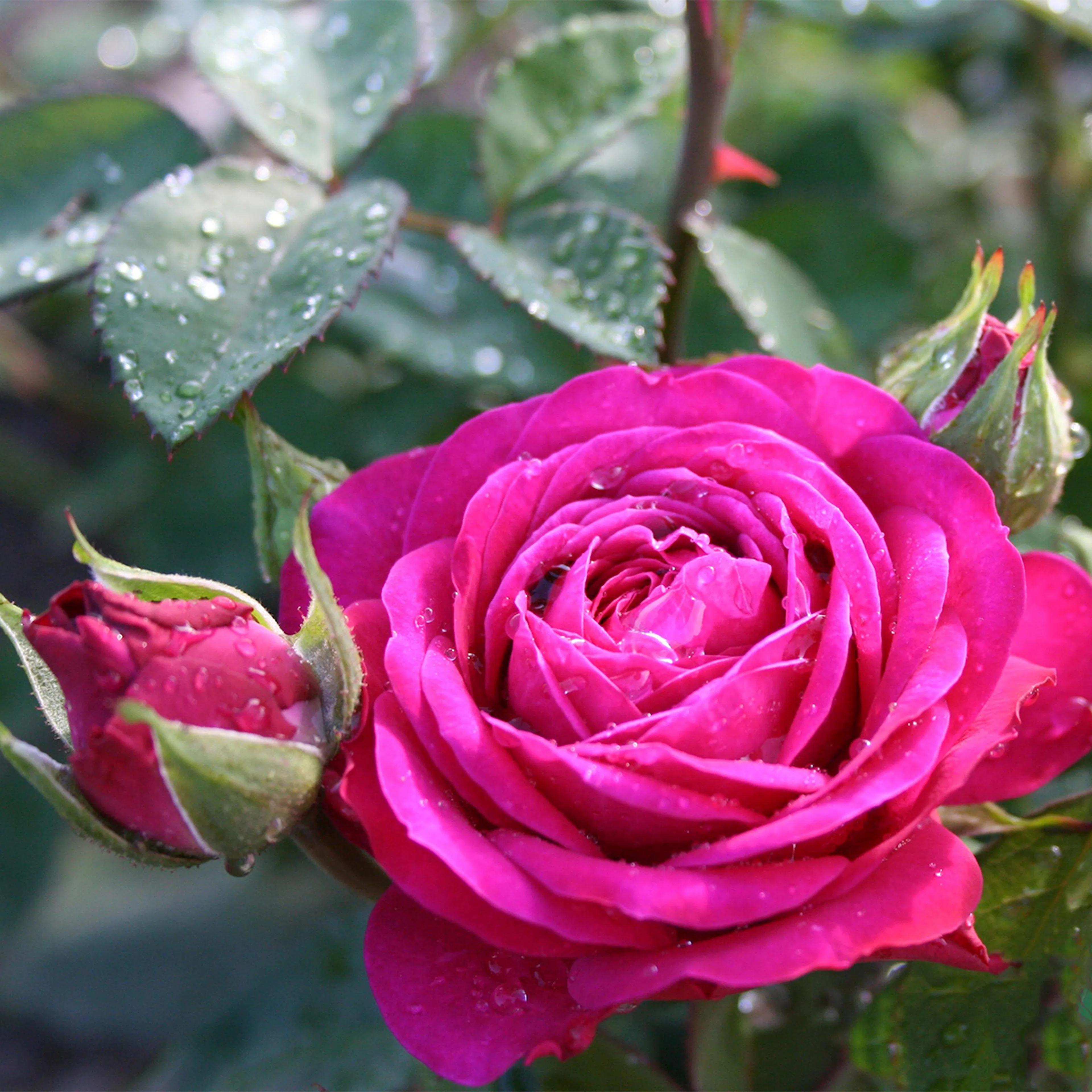 Rosa "Heidi Klum", 1-pack 1-pack