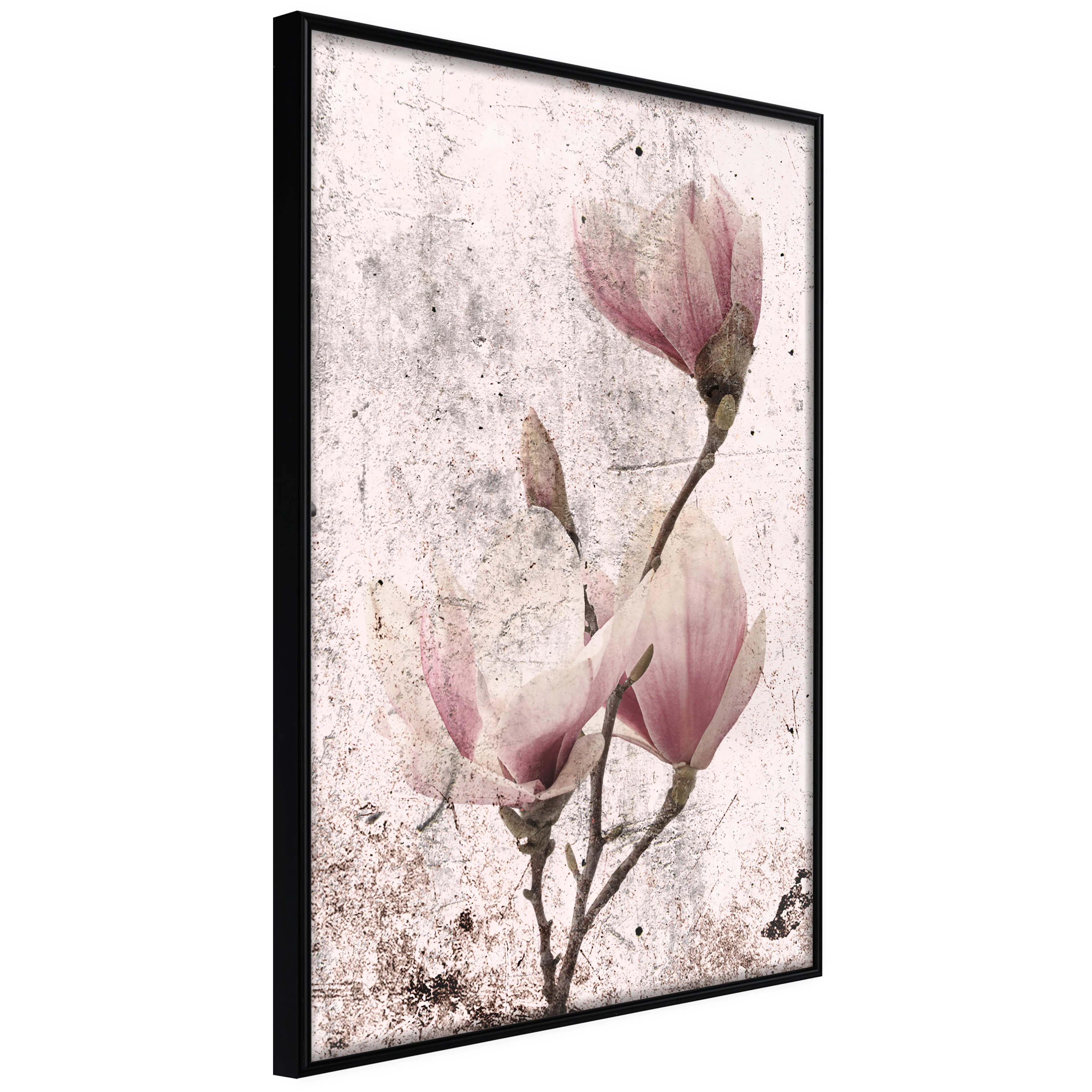 Affisch - Mature Magnolia [Poster] 40x60 Svart ram, 40x60 cm