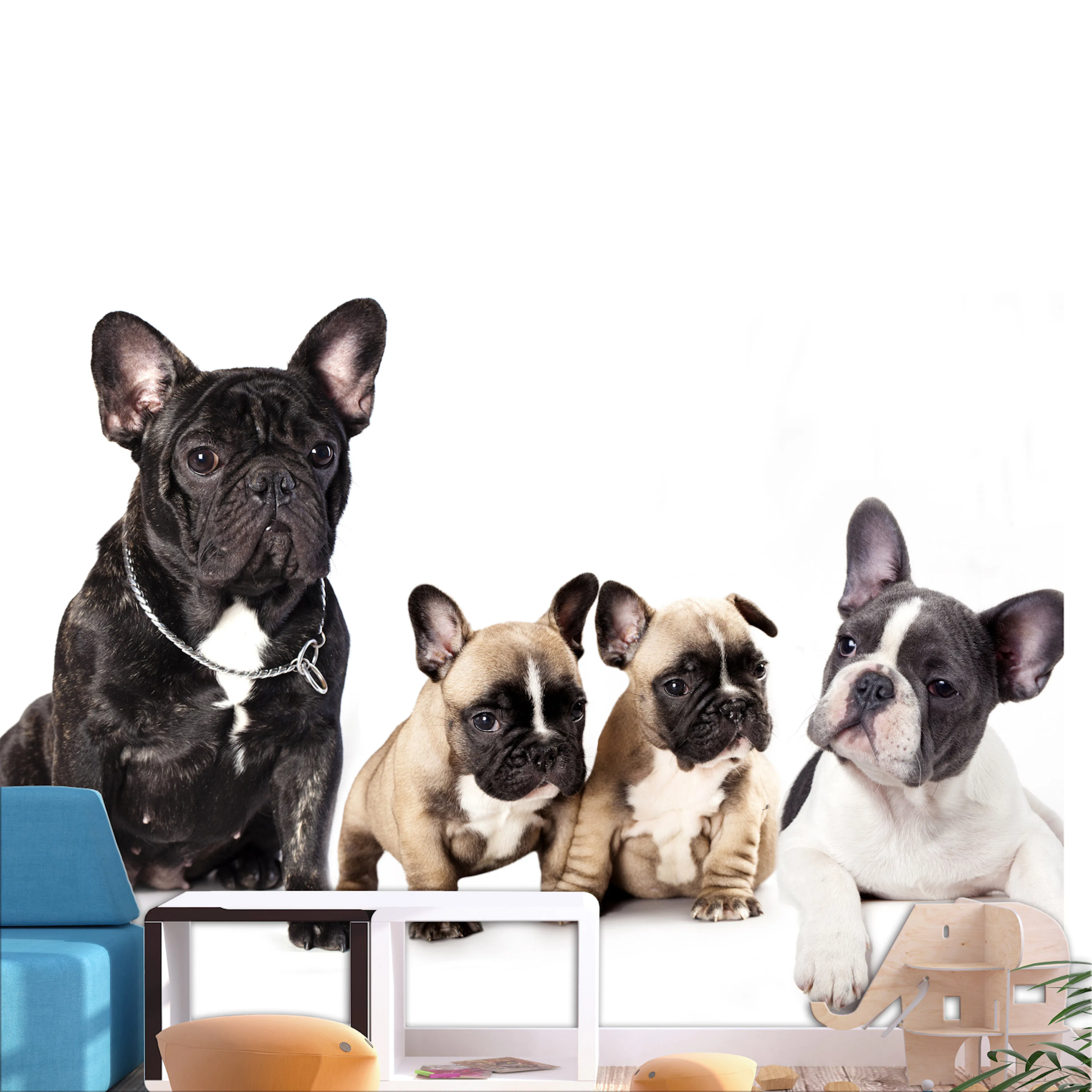 Fototapet - French Dogs 450x315 450x315 cm