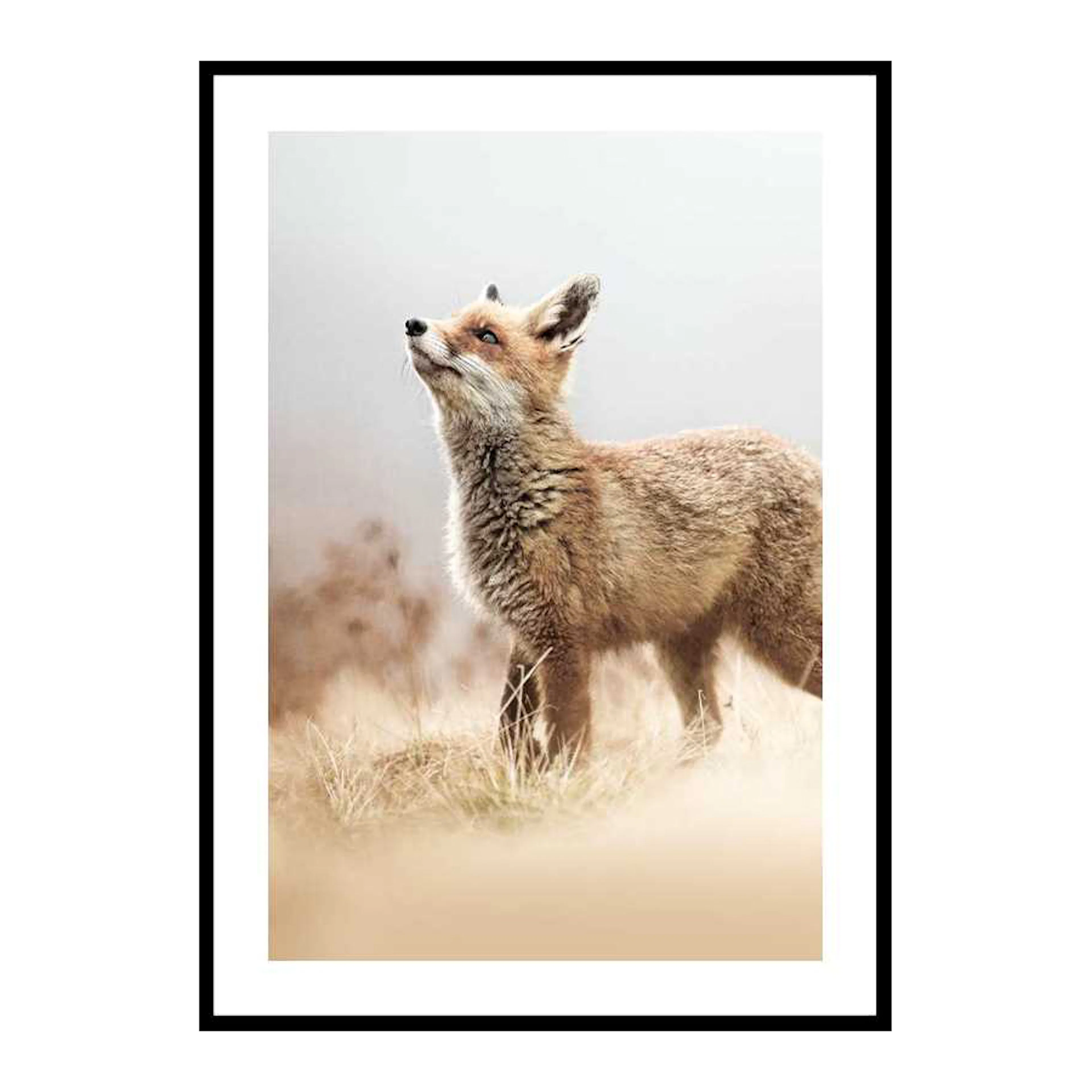 Fox On The Hunt 30x40 cm
