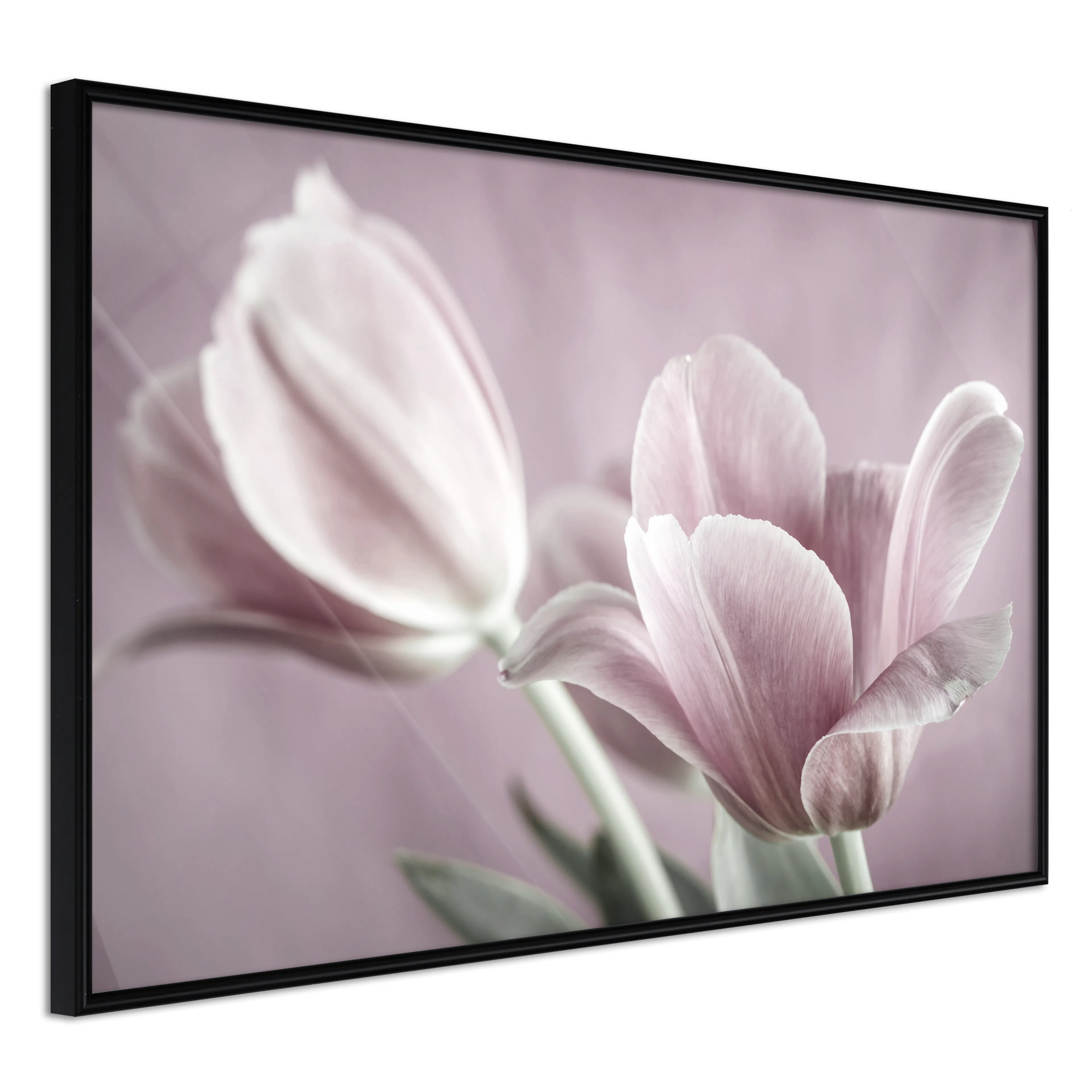 Affisch - Pink Tulips [Poster] 60x40 Svart ram, 60x40 cm