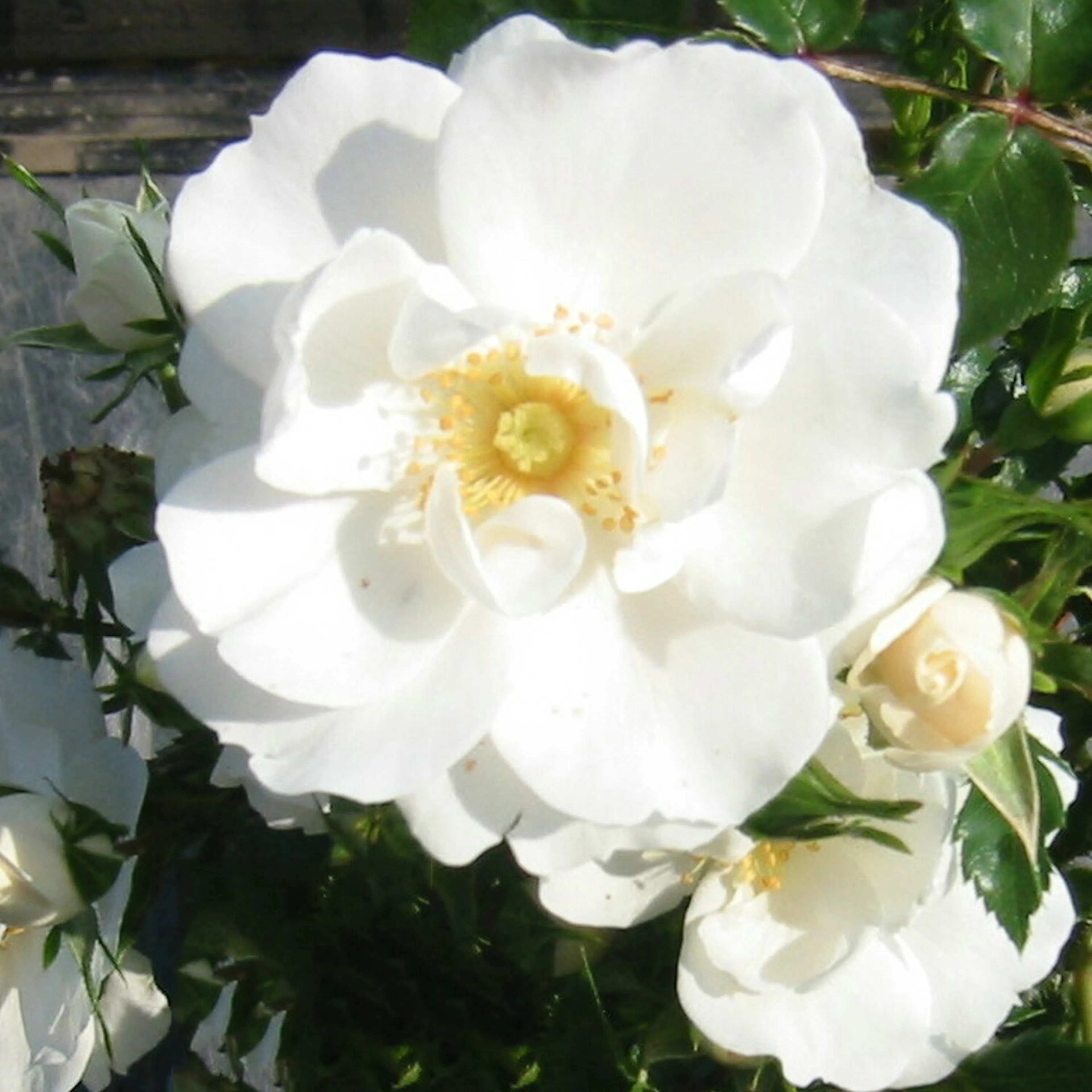 Rosa "Diamond Border", 1-pack 1-pack