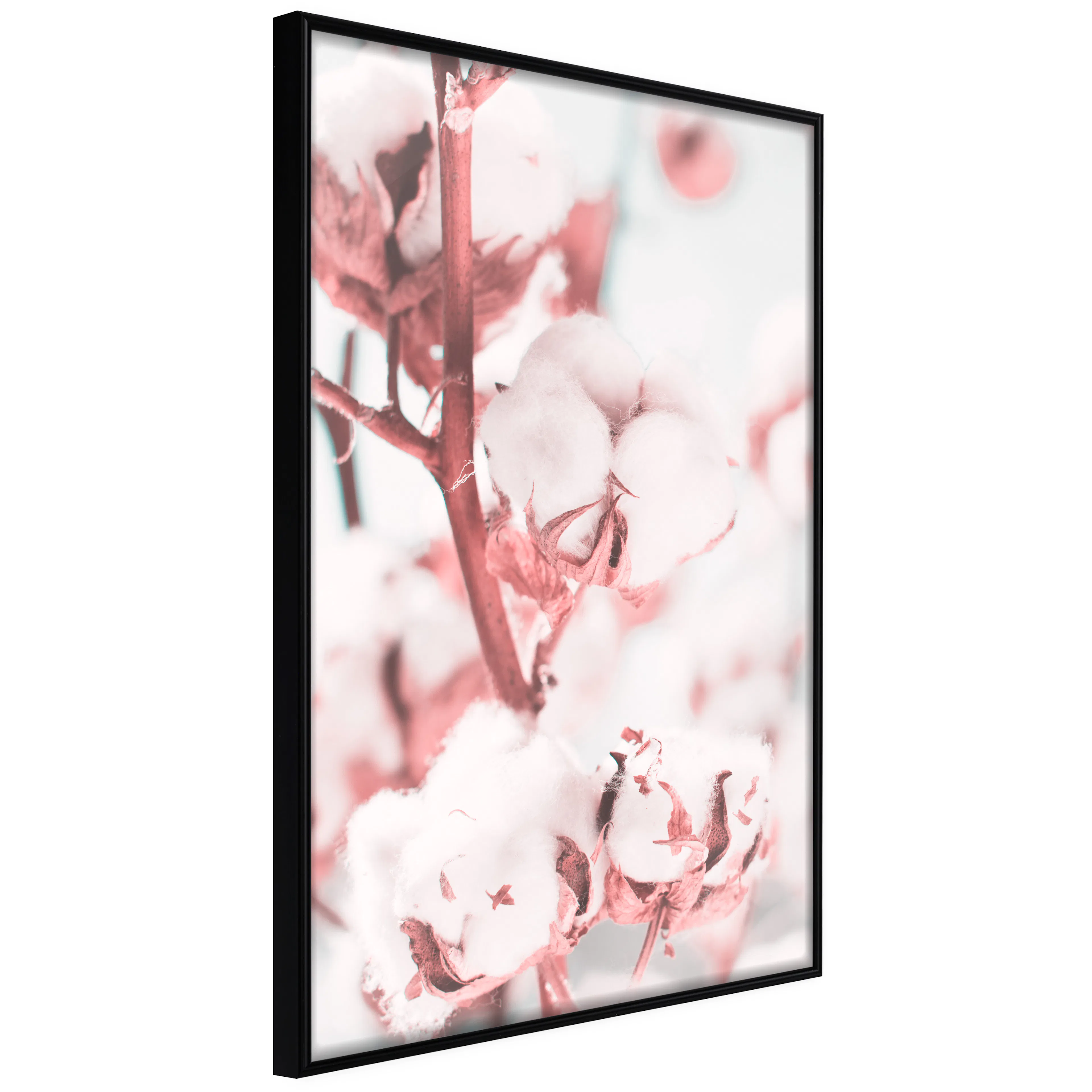 Affisch - Blooming Cotton [Poster] 40x60 Svart ram, 40x60 cm