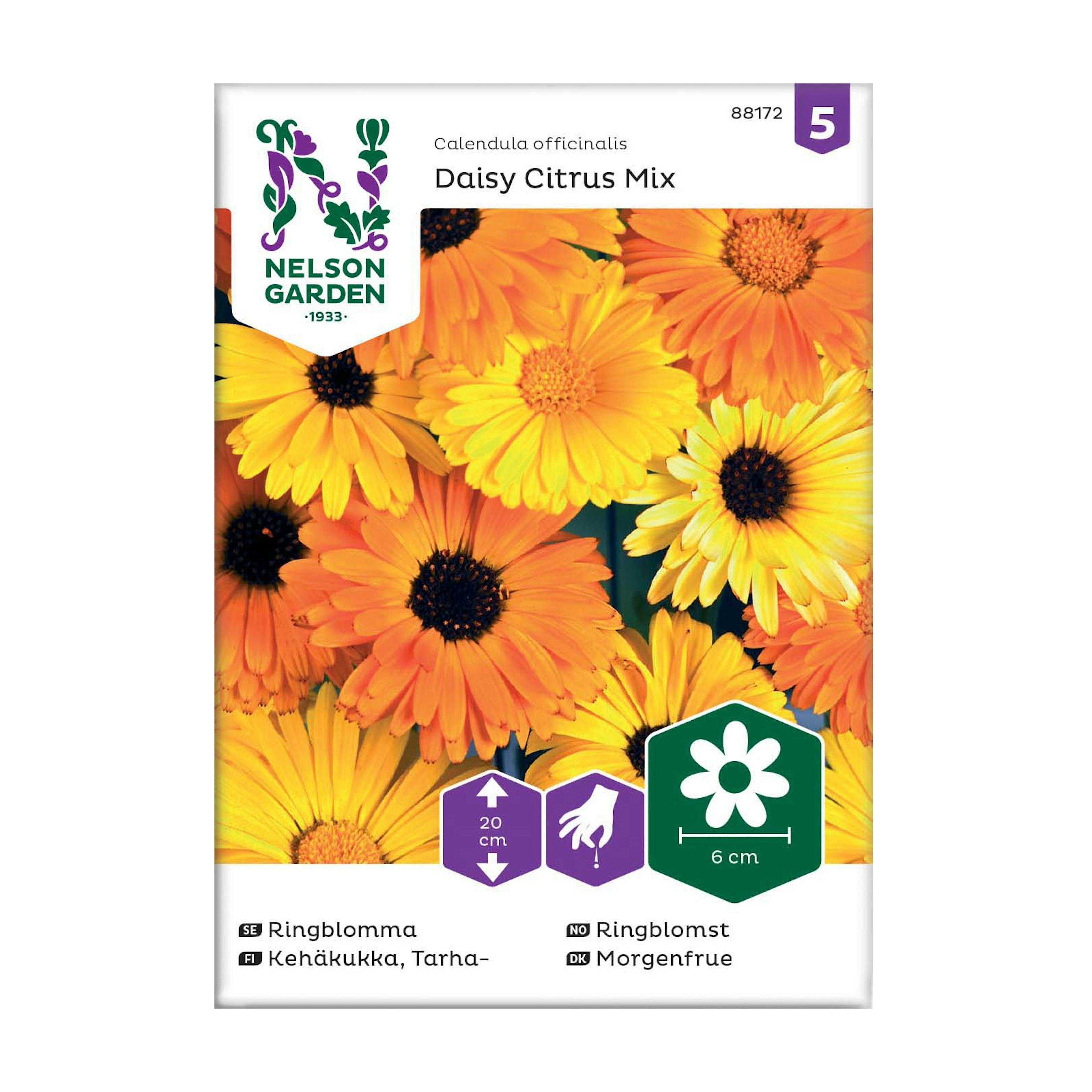 Frö Ringblomma Nelson Garden Daisy Citrus Mix