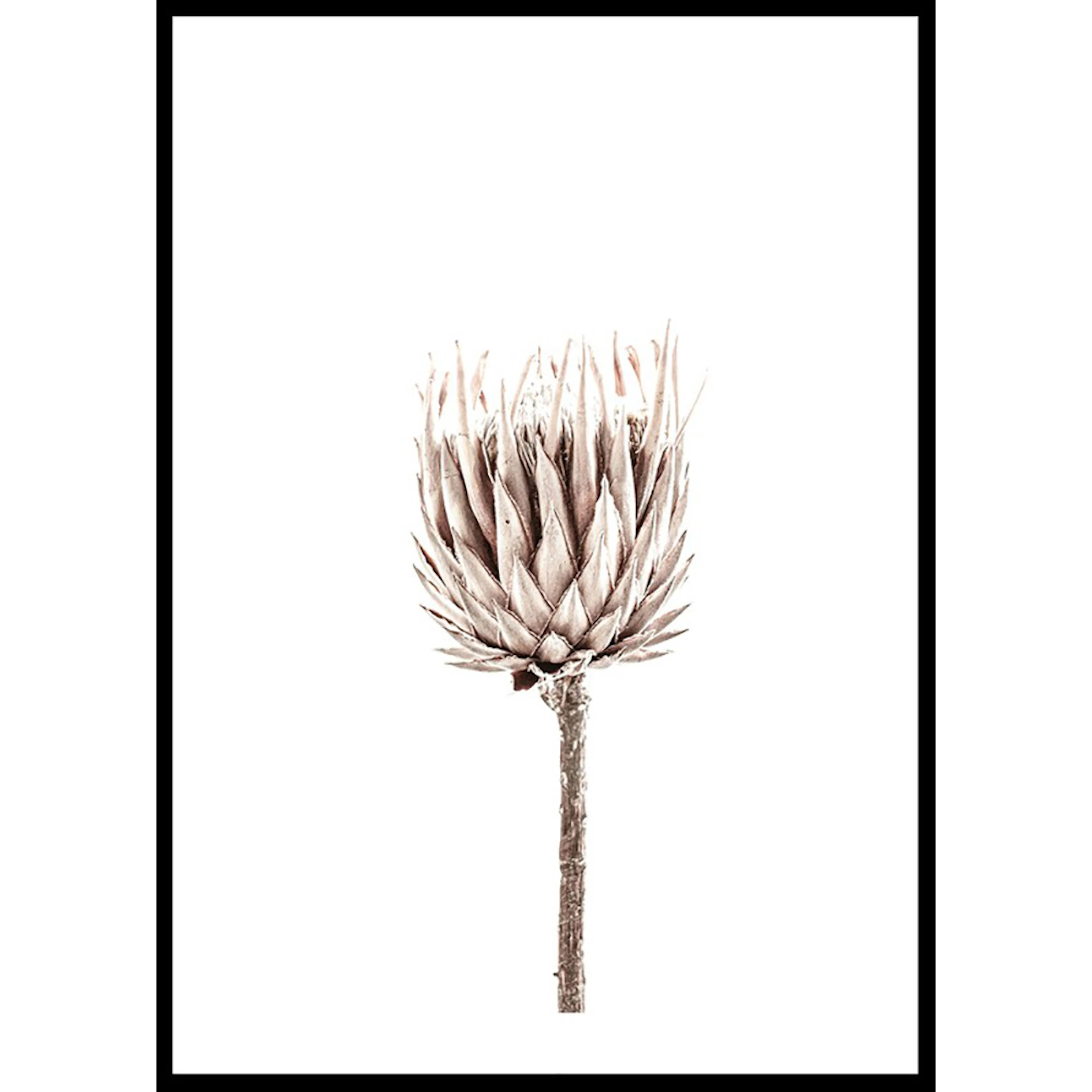 Poster Gallerix Dried Flower Up Close