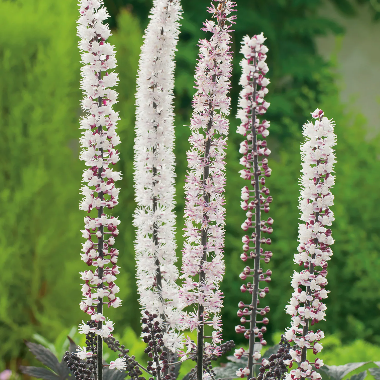 Actaea simplex 'Pink Spike', 2L, 2-pack 2-pack