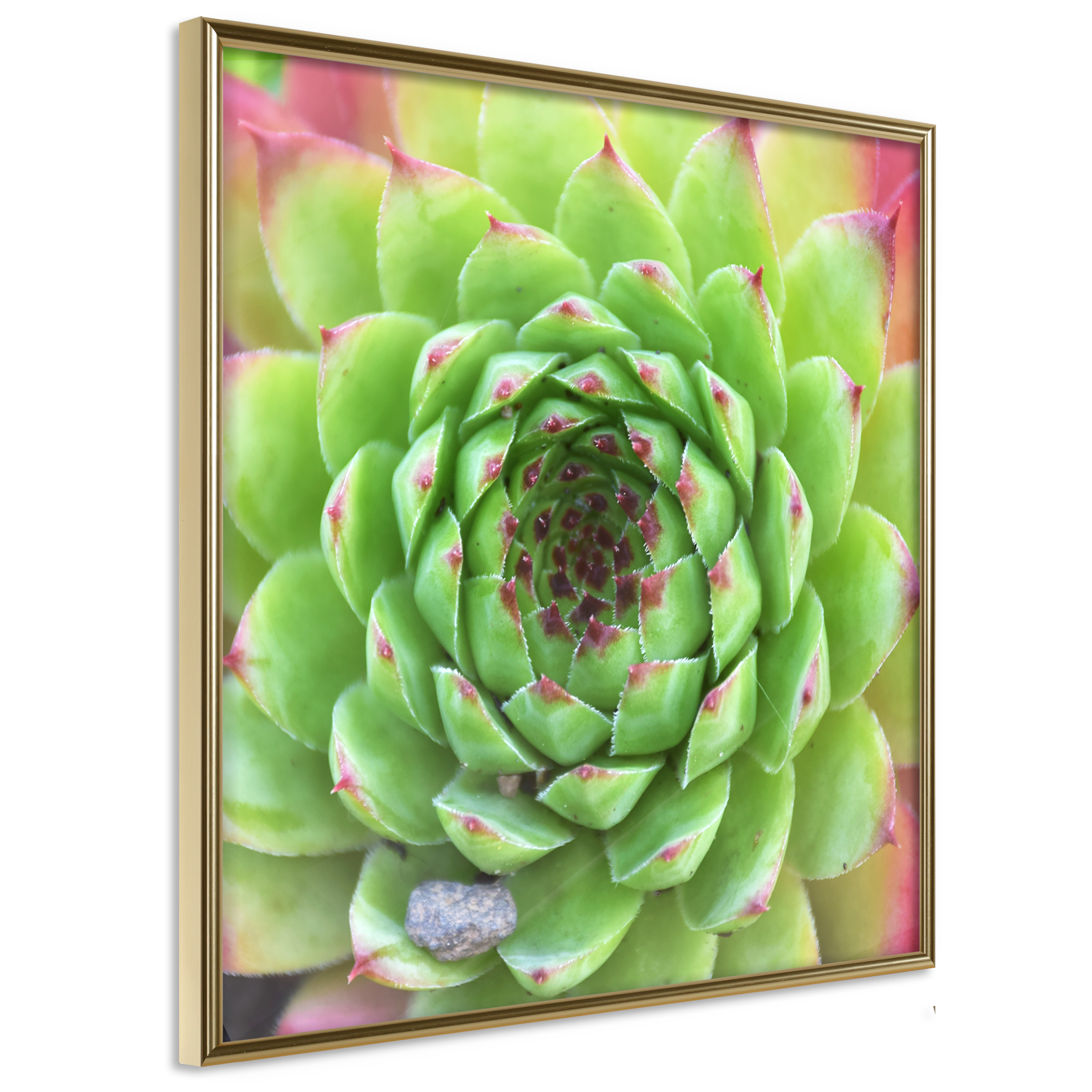 Affisch - Succulent (Square) [Poster] 30x30 Guld ram, 30x30 cm