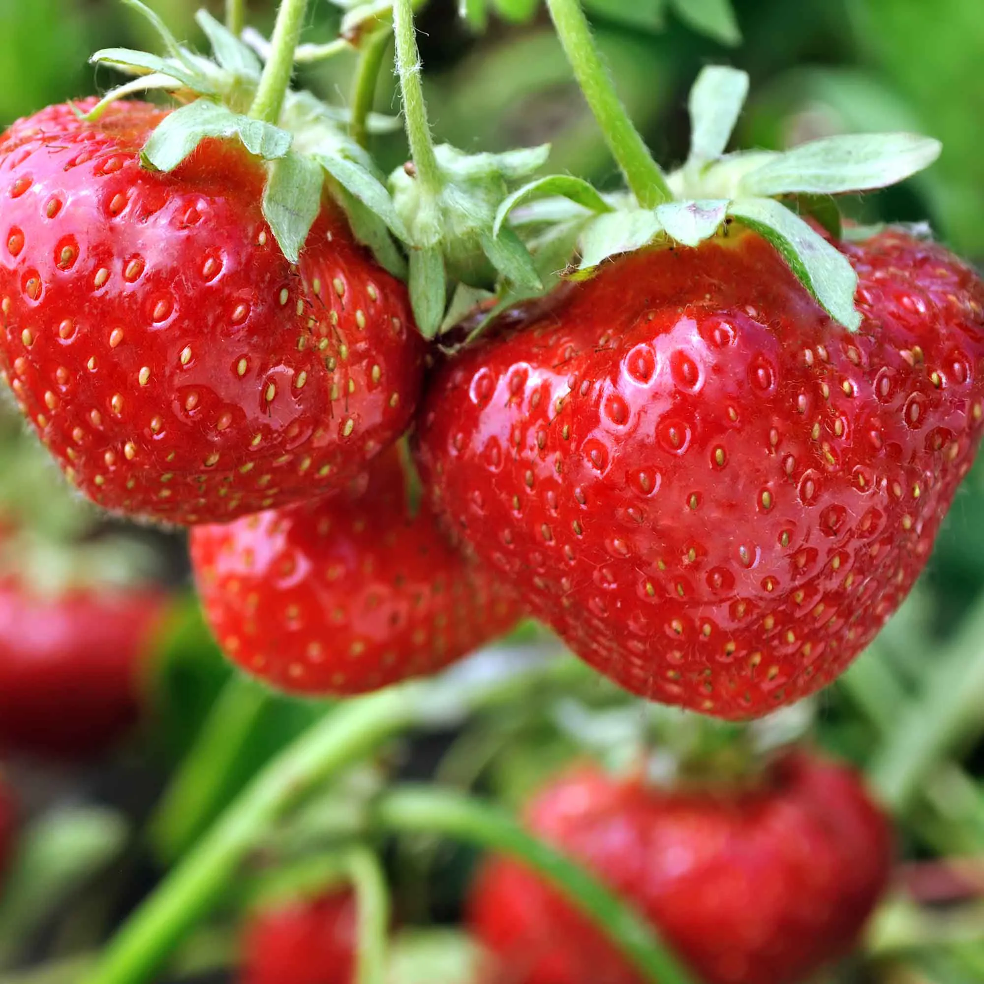 Jordgubbe Omnia Garden Fragaria Ananassa Sengana