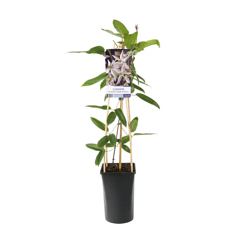 Klätterväxt Vintergrön Klematis Omnia Garden Armandii Apple Blossom 40-60 cm
