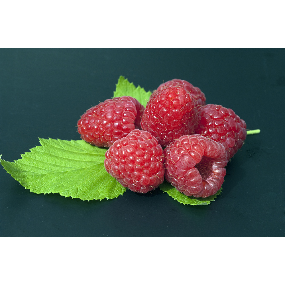 Hallon Omnia Garden Rubus Polka E