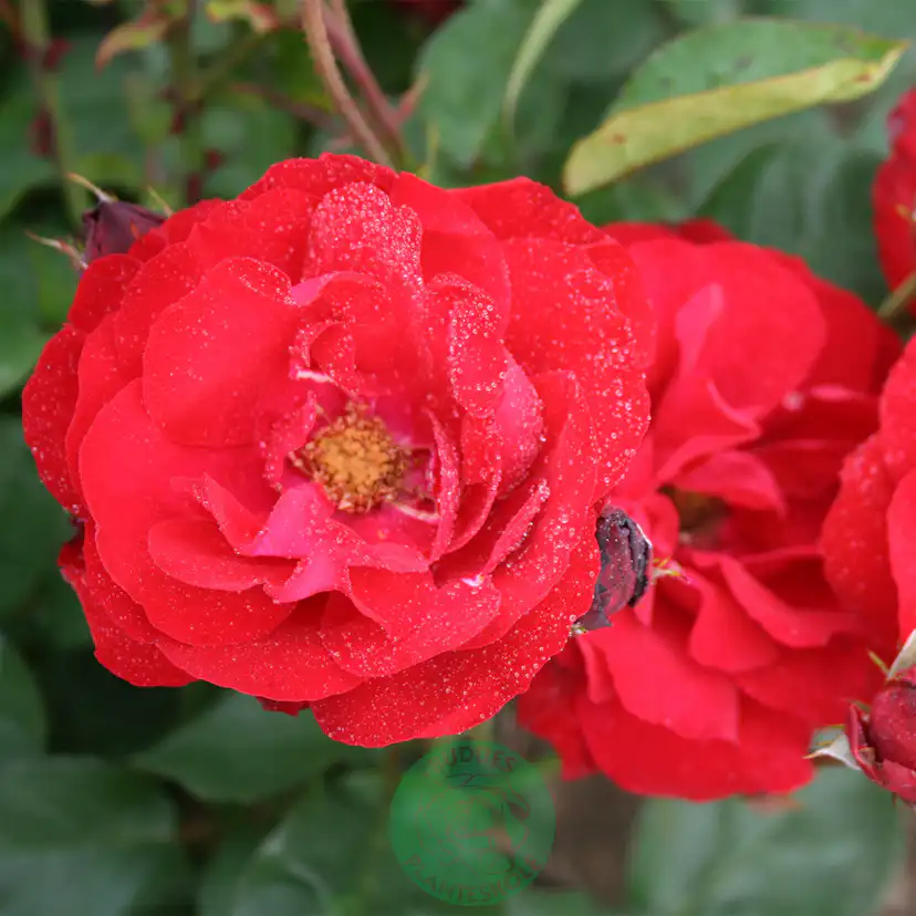 Flerblommig Rabattros Omnia Garden Lilli Marleen
