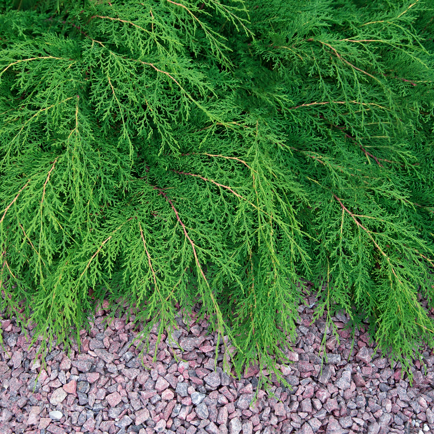 Marktäckare Kryptuja Omnia Garden Lågväxande