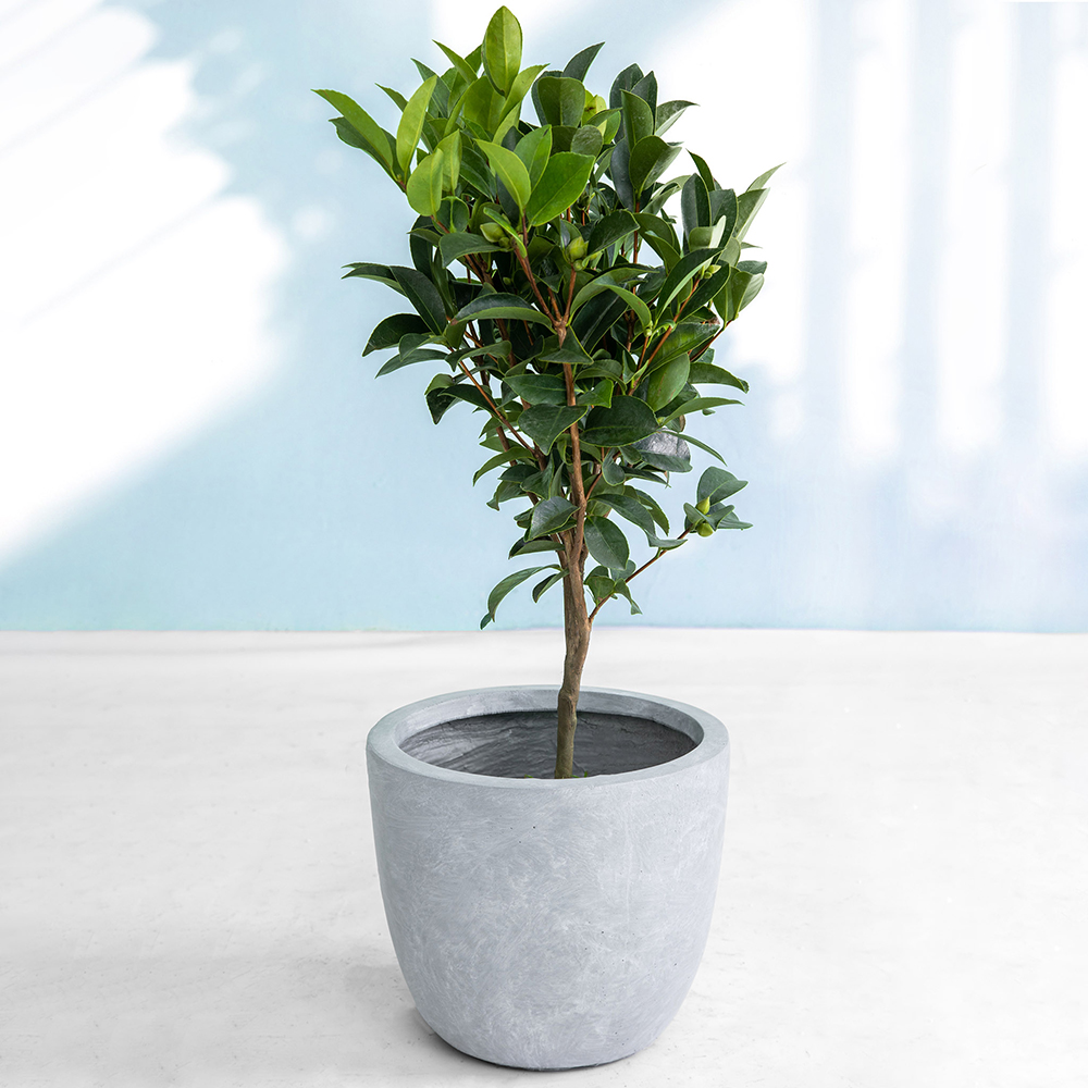 Kruka Lyfco Rund Ljusgrå