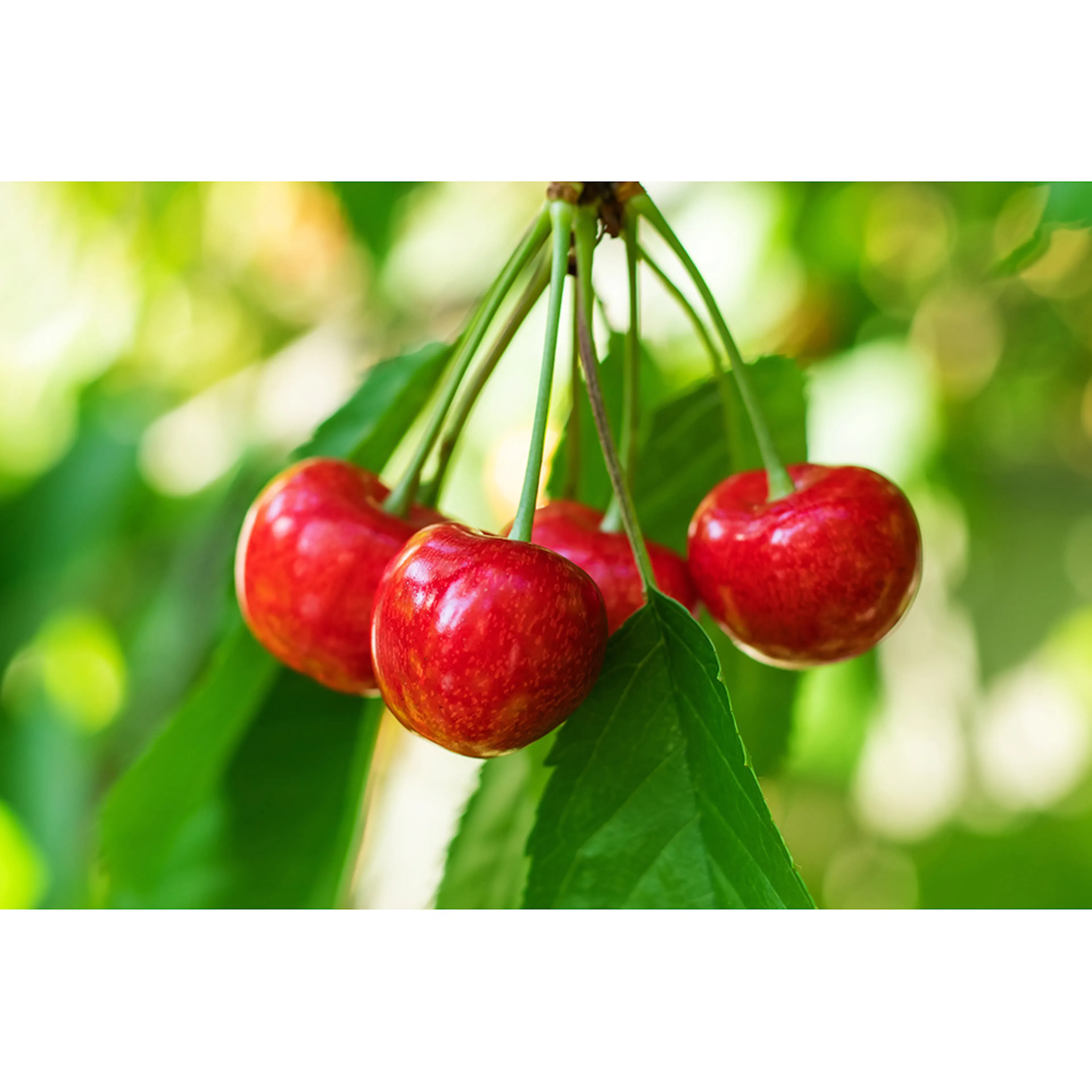 Körsbärsträd Omnia Garden Prunus Avium Fryksås