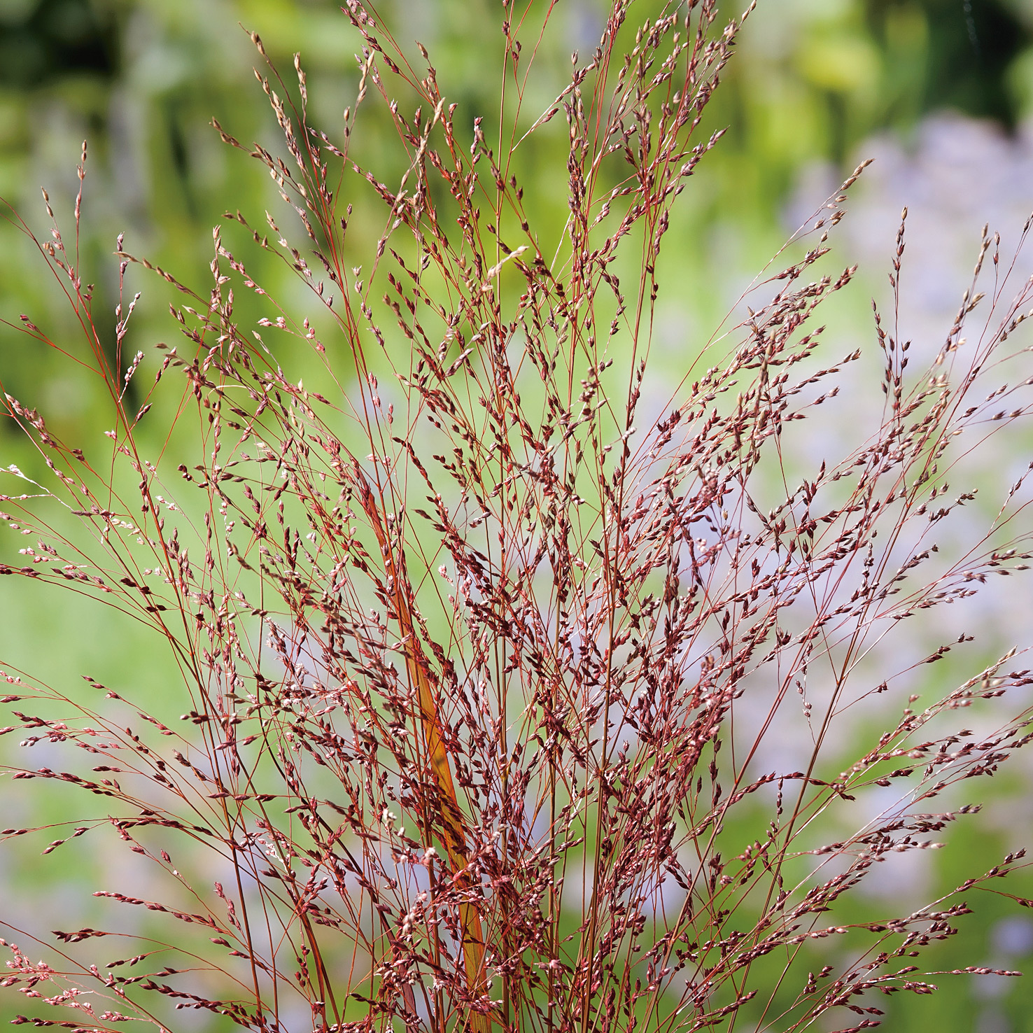 Planta Omnia Garden Jungfruhirs Squaw