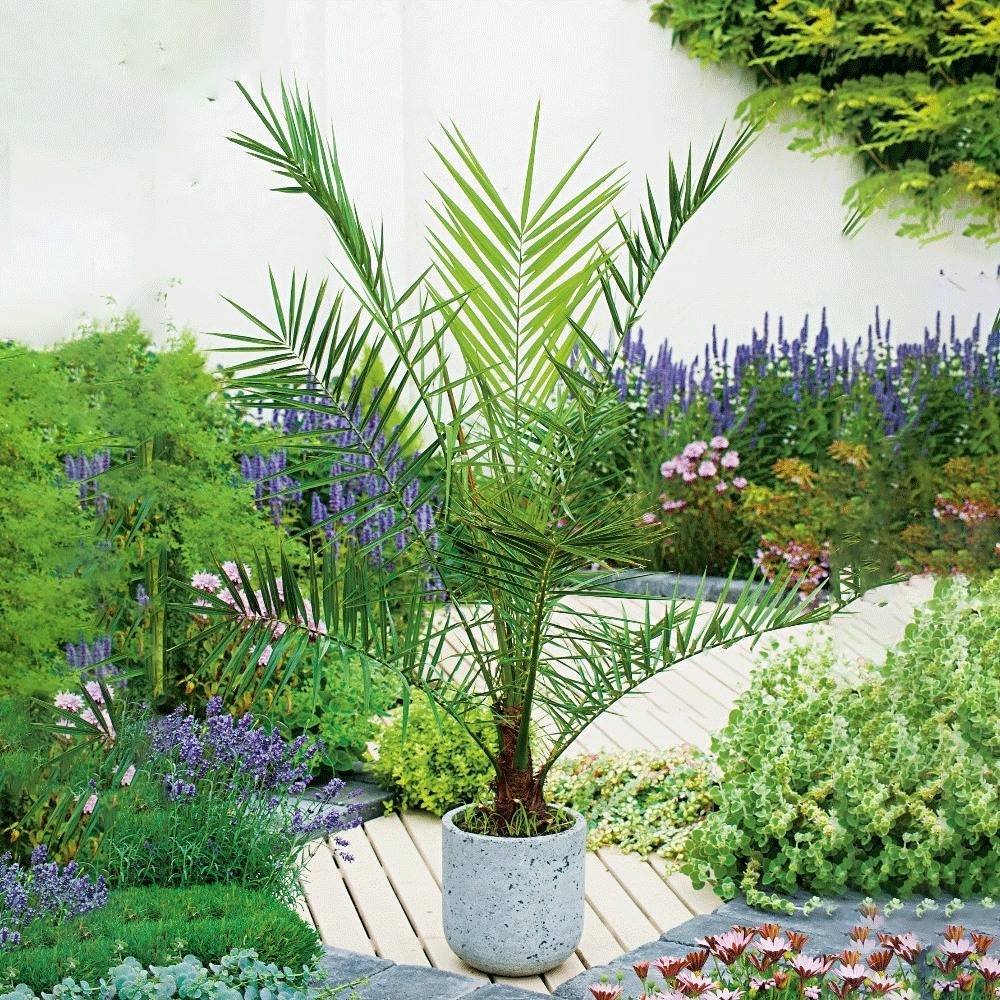 Phoenix canariensis , 150/160 cm Leveranshöjd: 160-180 cm