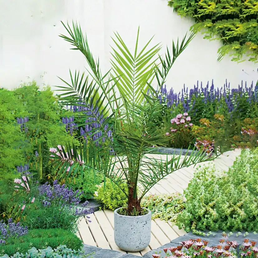 Phoenix canariensis , 150/160 cm Leveranshöjd: 160-180 cm