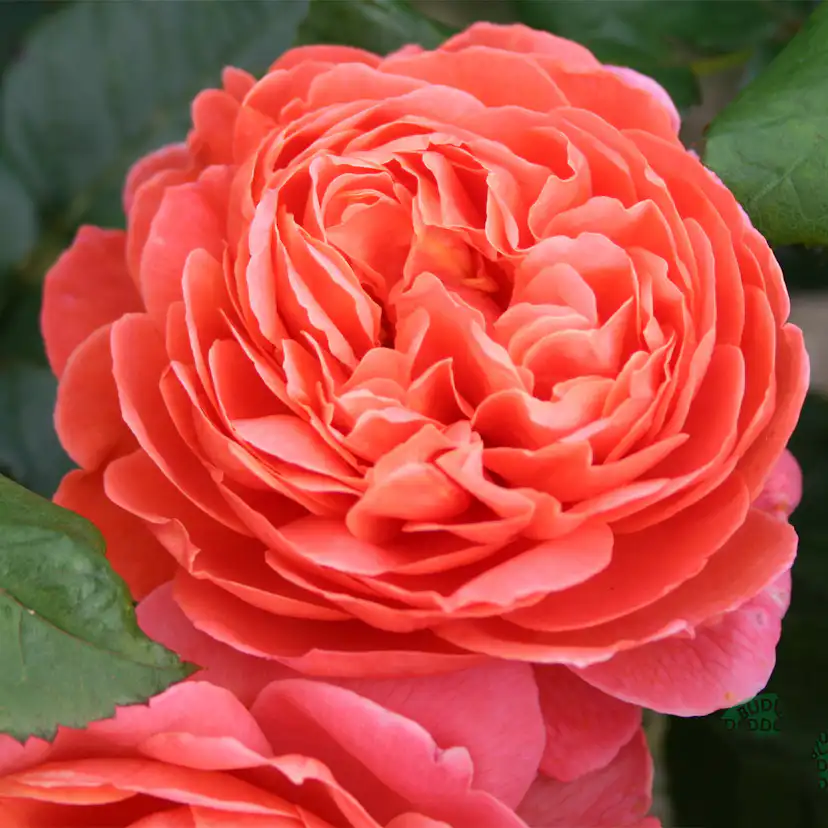 Storblommig Ros Omnia Garden Summer Song