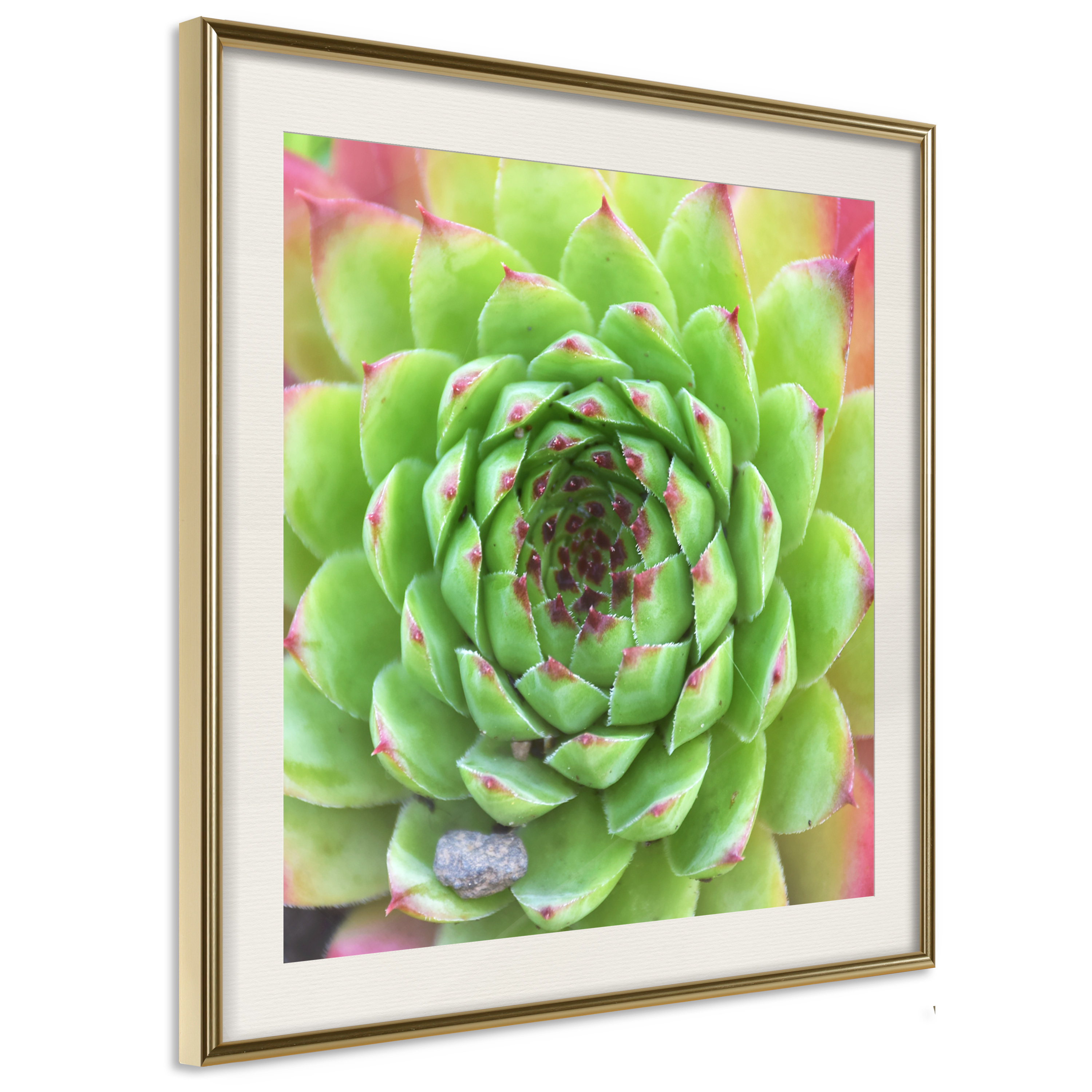 Affisch - Succulent (Square) [Poster] 30x30 Guld ram med passepartout, 30x30 cm