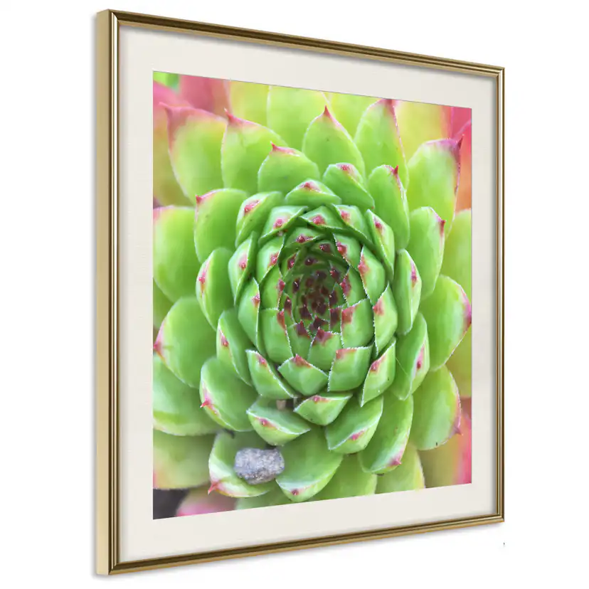 Poster Artgeist Affisch Succulent