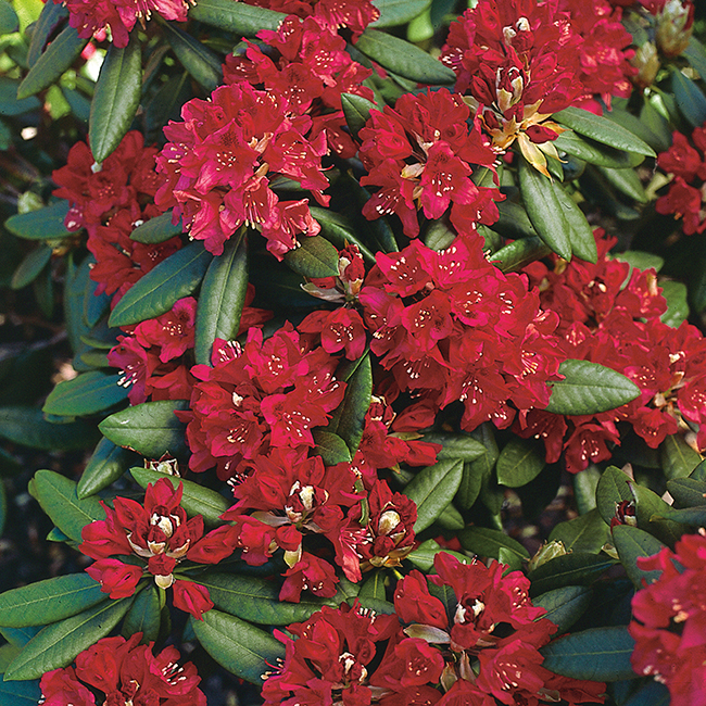 Rhododendron Omnia Garden Nova Zembla