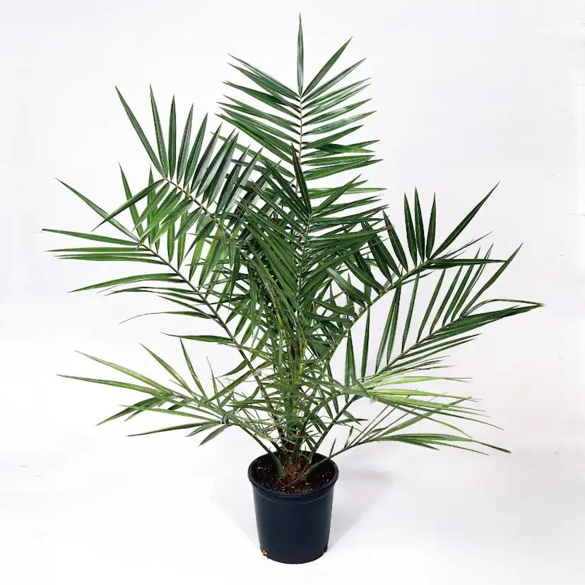 Phoenix canariensis , 150/160 cm Leveranshöjd: 160-180 cm