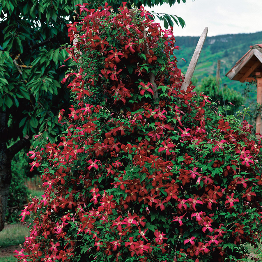 Klätterväxt Ljusvioletta Viticella Klematis Omnia Garden 40-60 cm