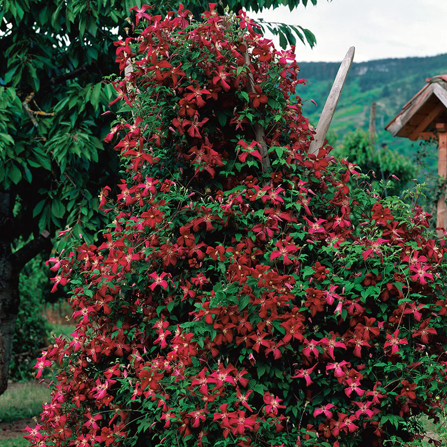 Klätterväxt Ljusvioletta Viticella Klematis Omnia Garden 40-60 cm