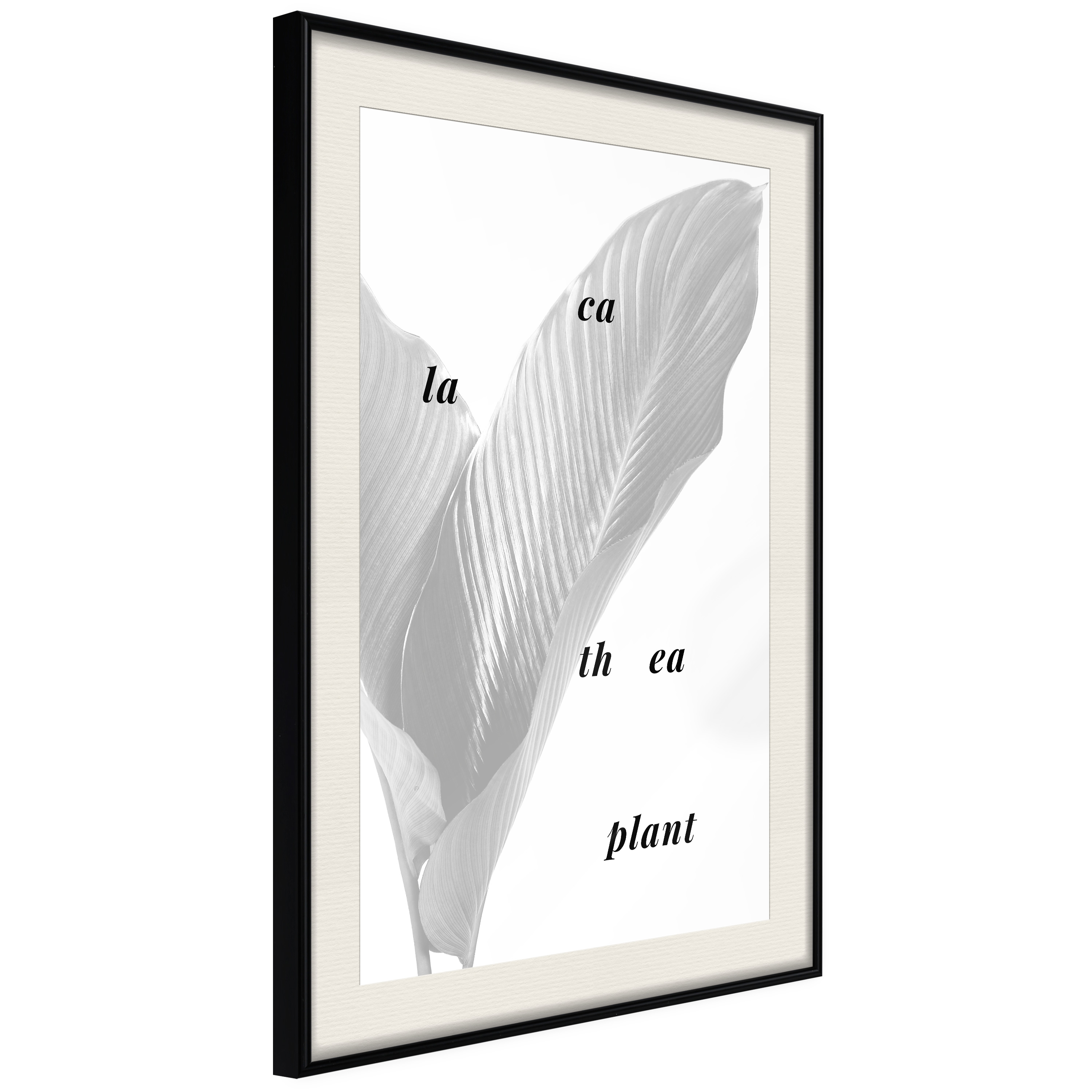 Affisch - Calathea Plant [Poster] 40x60 Svart ram med passepartout, 40x60 cm